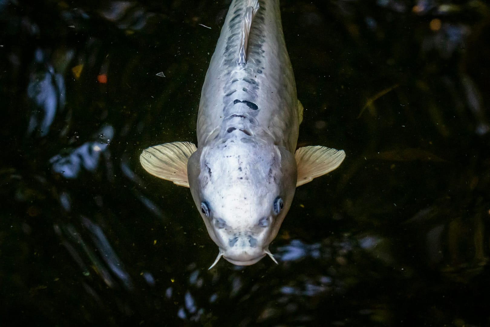 salmone vivo in acqua per estrazione del principio attivo del salmon sperm facial