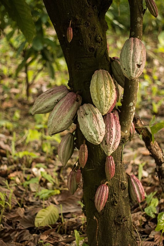 Le tendenze alimentari del 2025 vedono il cacao come protagonista del lusso gastronomico, un ingrediente esclusivo e ricercato. Pommenor esplora i sapori più raffinati del futuro.