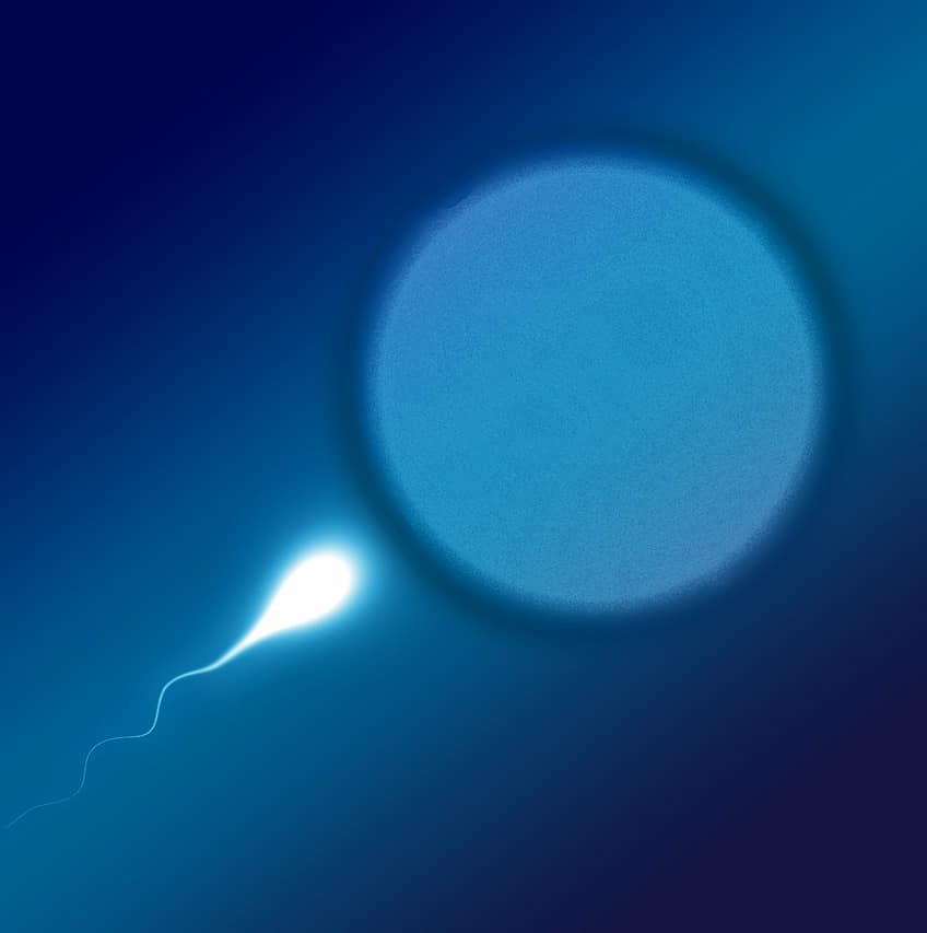 Illustrazione di uno spermatozoo che si avvicina all’ovulo, simbolo di fertilità e quantità di sperma ottimale.
